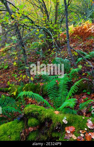 Helechos, Bosque Atlántico, Reserva Integral de Muniellos, Asturies. Forêt. Réserve naturelle de Muniellos. Asturies. Espagne Banque D'Images