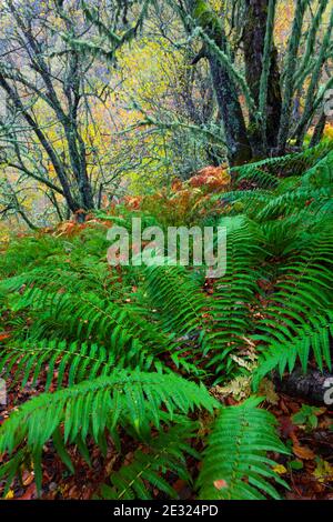 Helechos, Bosque Atlántico, Reserva Integral de Muniellos, Asturies. Forêt. Réserve naturelle de Muniellos. Asturies. Espagne Banque D'Images