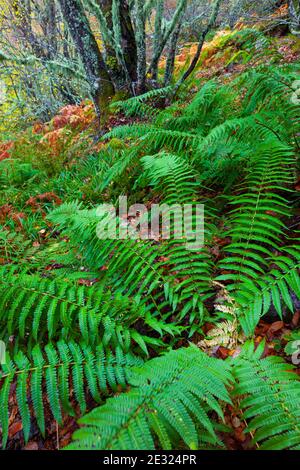 Helechos, Bosque Atlántico, Reserva Integral de Muniellos, Asturies. Forêt. Réserve naturelle de Muniellos. Asturies. Espagne Banque D'Images