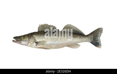 Photo d'un poisson sur fond blanc. La perchaude de Zander ou de brochet (Lucioperca lucioperca) est une cousine plus grande du doré jaune d'amérique. Banque D'Images