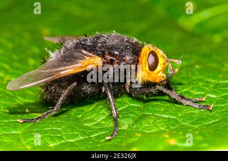 Une mouche tachinide géante adulte (Tachina grossa) au repos sur une feuille dans un jardin à Sowerby, dans le Yorkshire du Nord. Juillet. Banque D'Images