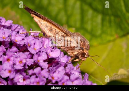 Un grand papillon jaune (Noctua pronuba) adulte qui se dresse sur la buddleia dans un jardin à Sowerby, dans le Yorkshire du Nord. Août. Banque D'Images