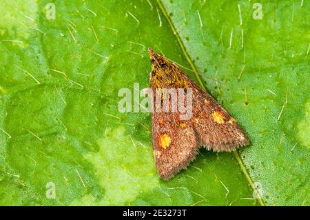 Un papillon de menthe adulte (pyrausta aurata) au repos sur une feuille dans un jardin à Sowerby, dans le Yorkshire du Nord. Août. Banque D'Images