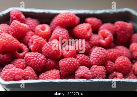 Gros plan d'un grand nombre de framboises dans un récipient de remplissage d'atelier à la lumière du jour. Concept de baies biologiques, végétarisme, alimentation saine, vitamine naturelle Banque D'Images