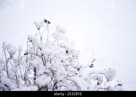 Branches de buissons recouvertes de neige. Des peluches blanches fraîches couvrent les plantes du jardin. Neige sur les buissons. Hiver dans le jardin. Banque D'Images