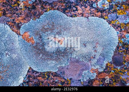 Fragment de béton recouvert de champignon comme texture de fond Banque D'Images