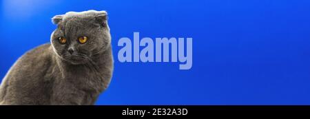 Sad Cat concept, bannière d'animaux de studio, portrait de pli écossais sur un fond bleu, photo d'espace de copie Banque D'Images