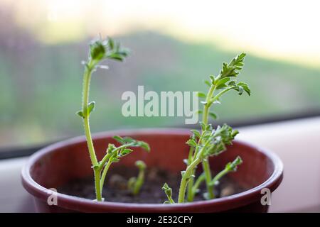 Pousses de pois chiches dans un pot. Plantes en pleine croissance à la maison. Banque D'Images