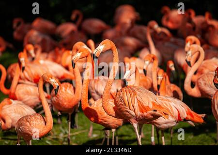 Groupe de flamants roses sur un pré vert Banque D'Images