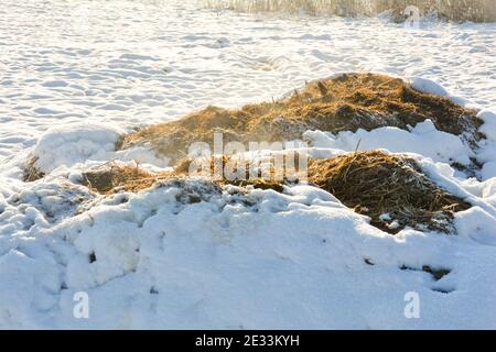 Tas de bouées fraîches avec neige dans la nature Banque D'Images