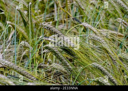 Graines / fruits de l'orge d'hiver - Hordeum vulgare - à la fin de l'été Banque D'Images