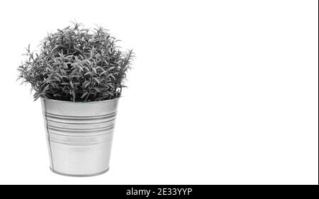 Poubelle avec plante, prendre soin de la planète pur, écologie et environnement concept, photo isolée Banque D'Images