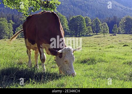 Un bétail Simmental avec des cornes dans les montagnes de Bavière Banque D'Images