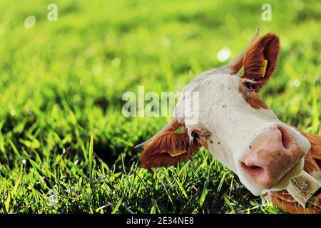 Une curieuse vache regarde au coin de la rue. Curieux Simmental vache Banque D'Images