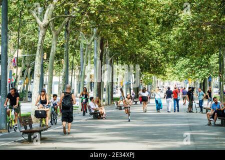 Espagne Barcelone Catalogne Catalunya Avenida Avinguda Diagonal promenade du parc avion Arbres Platanus auvent ombre homme femme garçon banc vélo valin Banque D'Images