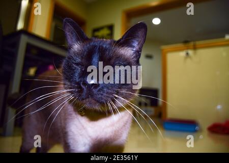 Chat sur caméra de Candid flashé marchant à l'intérieur de la maison, Felis silvestris F. catus Banque D'Images