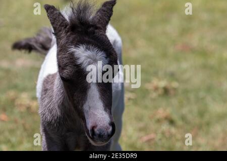 Cheval miniature bébé Banque D'Images