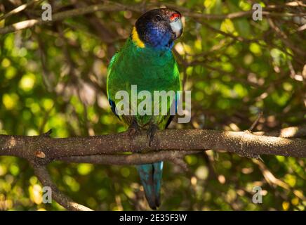 Le Ringneck australien, Barnardius zonarius, perroquet perché dans une brousse. Également appelée vingt-huit sous-espèces de perroquets en Australie occidentale. Banque D'Images