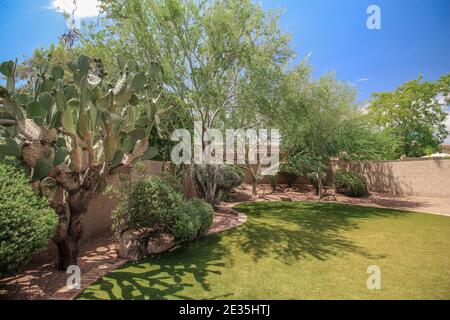 Big Cactus dans le Backayrd d'une maison Phoenix Arizona Banque D'Images