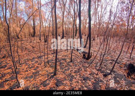 Les eucalyptus laissent tomber les feuilles par temps chaud et sec pour réduire l'évaporation et c'est un exemple extrême dans un post (réduction des risques) environnement de feu de brousse Banque D'Images