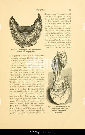 Guide ABC de Magner pour le jeu de fers à cheval (page 57) Banque D'Images