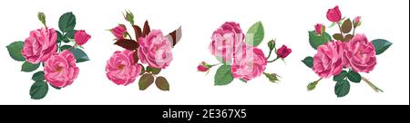 Roses ou pivoines en fleur, fleurs florissantes Illustration de Vecteur