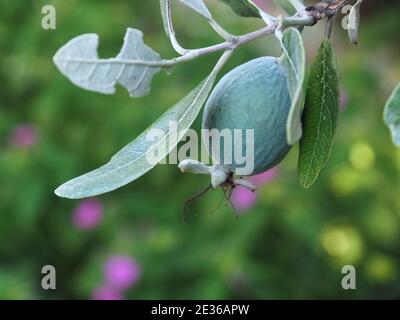 Macro de l'ananas de goyave avec des fruits Banque D'Images