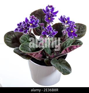 La violette africaine (Saintpaulia ionantha Saintpaulia,) Banque D'Images