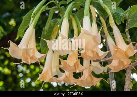 Trompette des anges, Rodnande änglatrumpet (Brugmansia versicolor) Banque D'Images