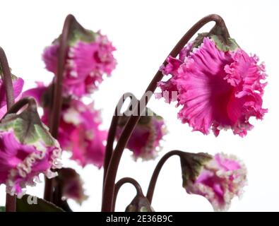 La fleuriste, Cyklamen cyclamen (Cyclamen persicum) Banque D'Images