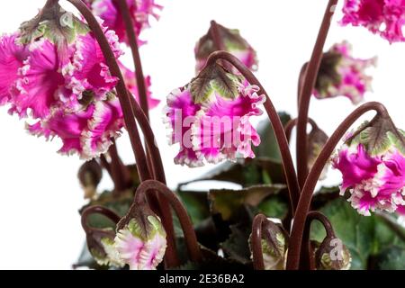 La fleuriste, Cyklamen cyclamen (Cyclamen persicum) Banque D'Images