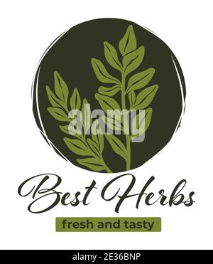 Meilleures herbes épices fraîches et savoureuses pour vecteur alimentaire Illustration de Vecteur
