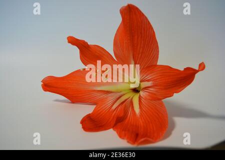 De belles bourgeons orange et lumineux ont fleuri cet hiver. Fleurs mouchetées en croissance à partir d'une ampoule dans un pot pourpre, rose. Banque D'Images