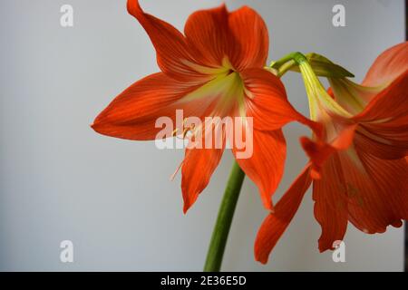 De belles bourgeons orange et lumineux ont fleuri cet hiver. Fleurs mouchetées en croissance à partir d'une ampoule dans un pot pourpre, rose. Banque D'Images