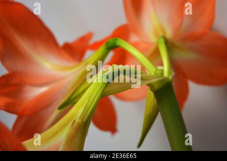 De belles bourgeons orange et lumineux ont fleuri cet hiver. Fleurs mouchetées en croissance à partir d'une ampoule dans un pot pourpre, rose. Banque D'Images