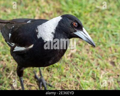 Portrait d'un Magpie avec sa tête inclinée d'un côté et un regard de quizzique sur son visage Banque D'Images