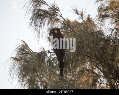 Un cafatoo noir à queue jaune dans un arbre Casuarina mangeant des noix de chêne des oiseaux indigènes d'Australie Banque D'Images