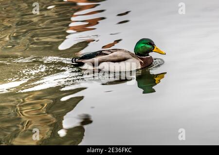 Oiseaux et animaux dans la faune concept. Le canard colvert incroyable naque dans le lac ou la rivière avec de l'eau bleue sous le paysage de lumière du soleil. Gros plan sur le fu Banque D'Images