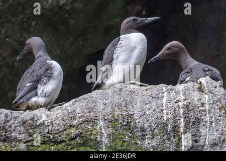 Guillemots nicheurs, Uria aalge, alias Mure commun, adultes, plumage d'été, Vestmanna, île de Streymoy, île de Féroé Banque D'Images