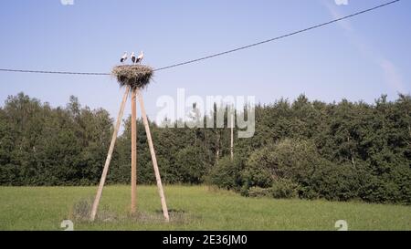 Stork nichent sur un poteau électrique avec trois poussins Banque D'Images