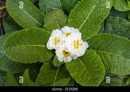 Gros plan sur les délicates fleurs blanches et jaunes a Belle primrose en été Banque D'Images