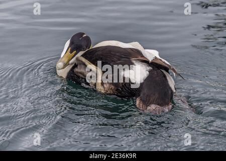 Éraflure : canard de mer à l'eider commun, Somateria mollissima, Torshavn, île de Streymoy, îles Féroé Banque D'Images