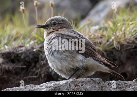 Femelle adulte, petit-lait du Nord, Oenanthe oenanthe, oiseau de passerine, île de Sandoy, îles Féroé Banque D'Images