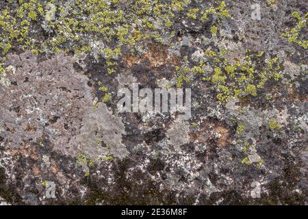 La texture de la pierre est recouverte de lichen vert. La surface d'une vieille pierre. Banque D'Images