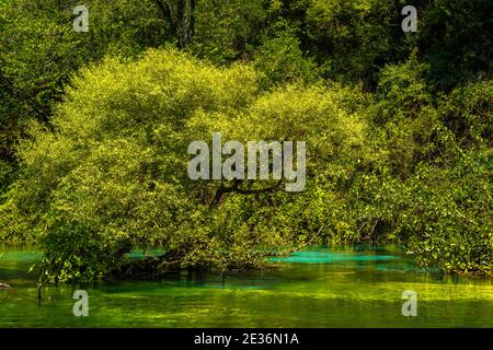 Pot de printemps à oeil bleu 'Syri i Kalter' avec arbre vert dans l'eau verte avec tache turquoise, Albanie Banque D'Images