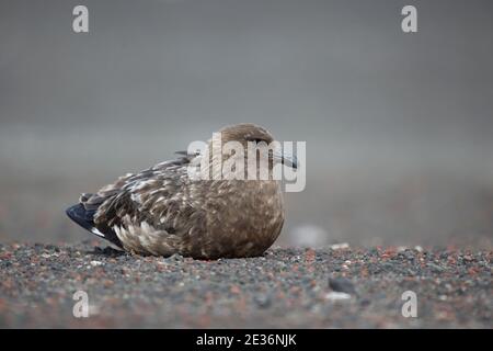 Subantarctic (Brown) Skua (Catharacta (antarctique) lonnbergi), baie Whalers, île Deception, South Shetlands, Antarctique 14 décembre 2015 Banque D'Images