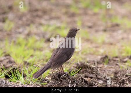 Blackbird femelle avec de la nourriture sur l'herbe Banque D'Images