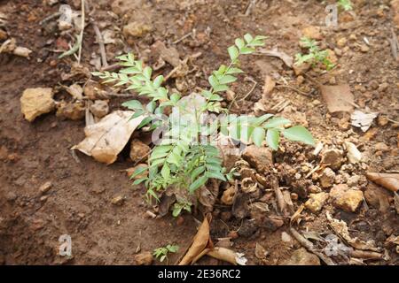 Petite plante de feuilles de curry sur le sol Banque D'Images