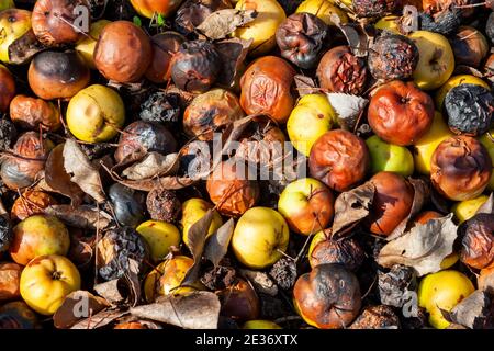 Fond de pommes pourries ( Malus angustifolia Southern Crab Apple) dans un tas pourri et en décomposition sur le sol, image de stock photo Banque D'Images