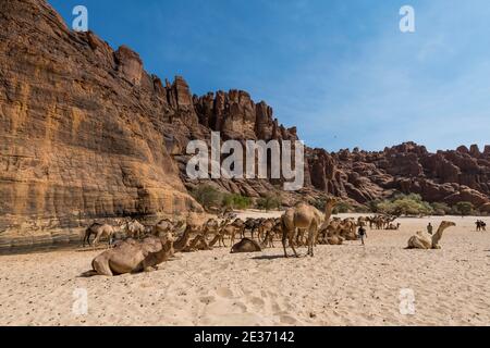 Troupeau de chameaux, bassin de Guelta d'Archei, plateau Ennedi, Tchad Banque D'Images